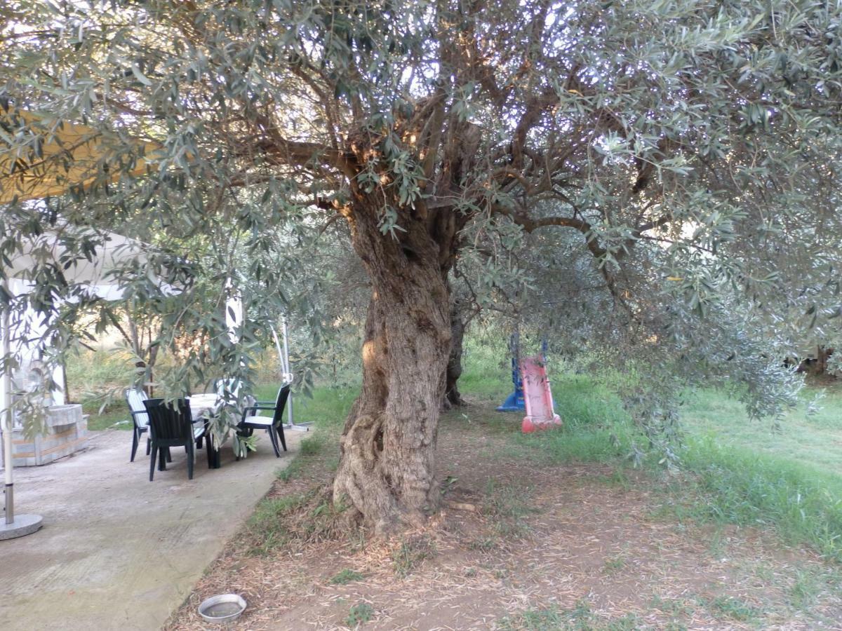 The Small House In The Olive Grove Lefokastro Luaran gambar